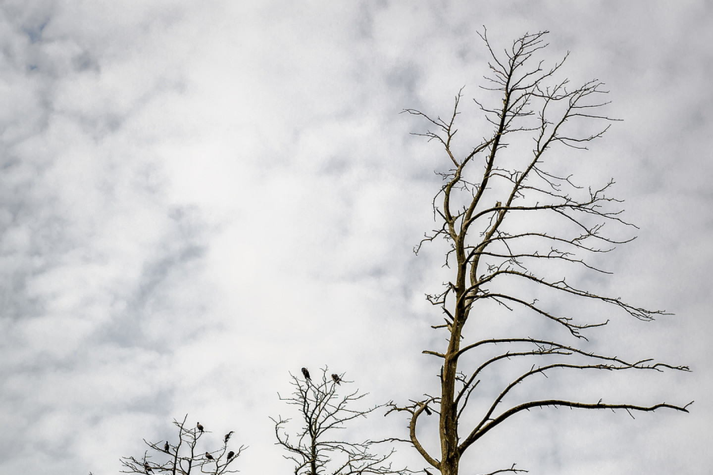 Don't let a dead tree endanger your property, home, or business.