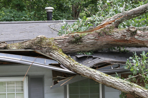 Do you have a dead tree endangering your property?